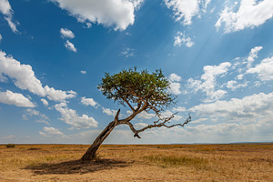 A lone leaning acacia tree in a Kenya National Park, Africa, a Nature Photo by Byrdyak