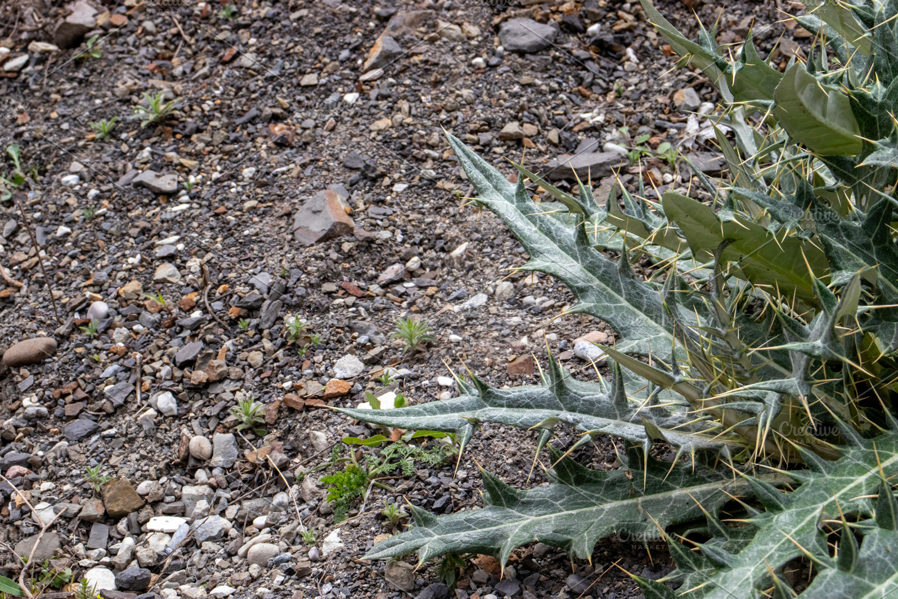 Thistle growing on rocks, a Nature Photo by Schreibikus