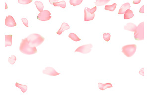 Pink sakura or rose falling petals