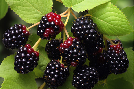 Loganberry black berry. Generate Ai, a Food & Drink Photo by Ylivdesign