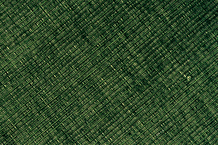 Tree Layer Texture preview 6