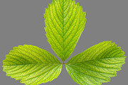 Bundle of isolated green leaves, a Nature Photo by Anatoliy Sadovskiy (Thumbnail 10 of 10)
