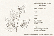 Birch leaf. Sketch and patterns, an Illustration by Canatic (Thumbnail 2 of 10)