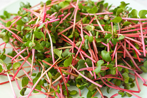 Fresh red radish microgreen plant sprouts close up, top view, macro shot. Healt, a Food & Drink Photo by Eugene_Photo