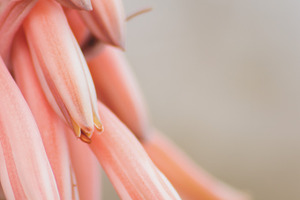 Aloe flower stock photo containing aloe and flower, a Nature Photo by René Jordaan Photography