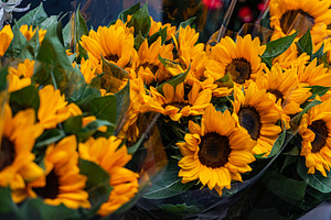 Beautiful yellow sun flowers in bouquet on the street market, a Nature Photo by Anna Bogush