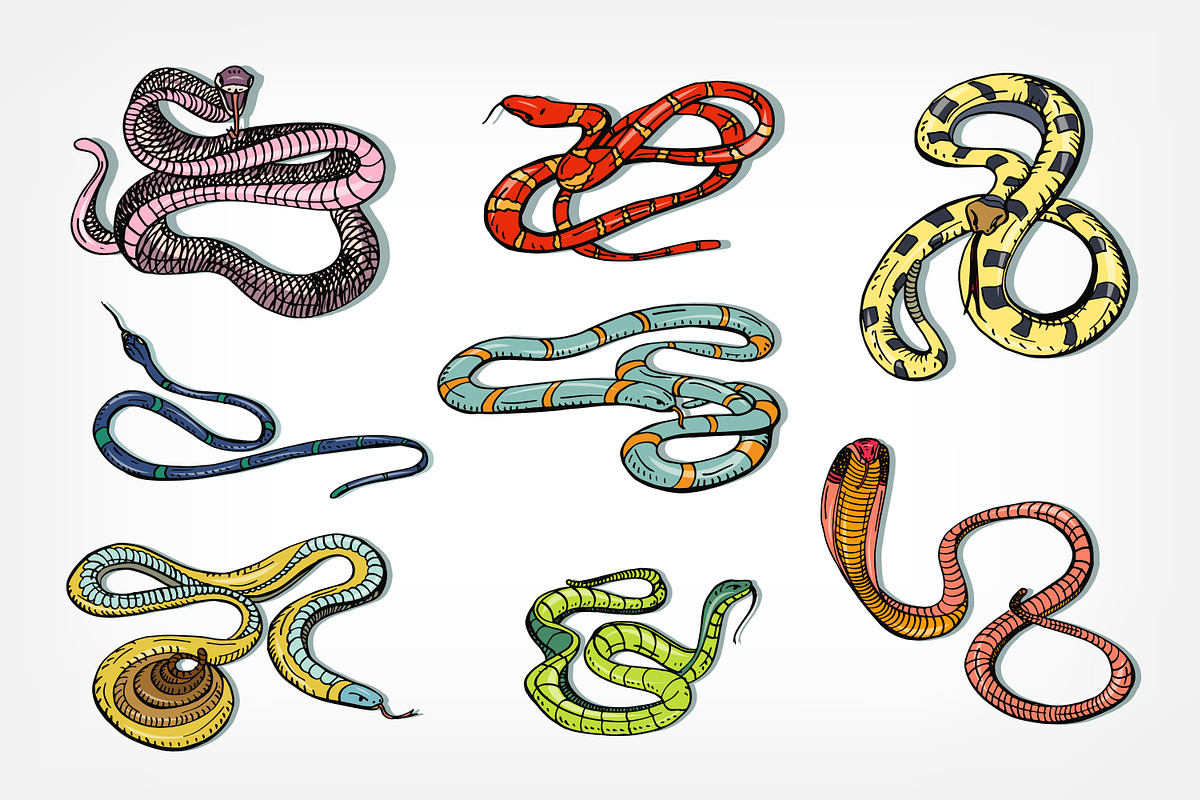 Snakes, hand drawn set, an Animal Illustration by Good Studio (Photo 2 of 3)
