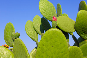 Prickly pear (Opuntia) cactus