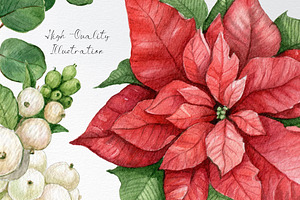 Watercolor Red Poinsettia Flower