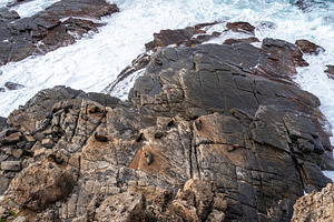 Seals resting on rocks at Cape Du Couedic, Flinders Chase, Austr, an Animal Photo by GoodGoods