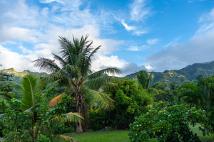 Tropical greenery and coconut trees in Nuku Hiva, Marquesas Isla, a Nature Photo by GoodGoods