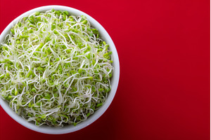 microgreen mustard or radish herb, a Food & Drink Photo by ZinetroN