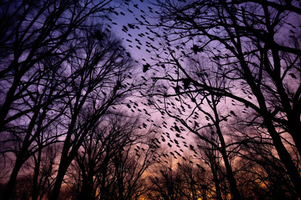 A stunning long - exposure shot of barren trees against the back, a Nature Photo by designvectx