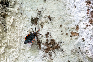 Kissing bug on tree bark in Tentena rainforest, Sulawesi, Indone, an Animal Photo by GoodGoods