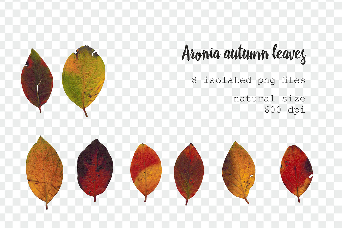 35 isolated autumn leaves png set, an Object Graphic by Lososenok (Photo 3 of 5)