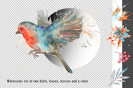 Flying robin and rowan berries