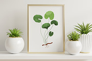 Gotu Kola or Centella asiatica plant, a Food Illustration by Good Studio (Thumbnail 2 of 4)