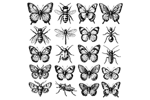 Insect and Butterfly Illustrations, an Object Graphic by nikagraphic