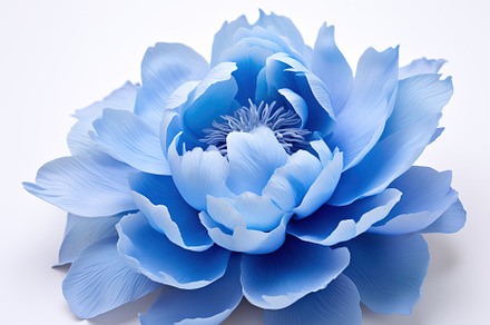 Blue peony flowers on white background, a Nature Photo by AlyaAnd