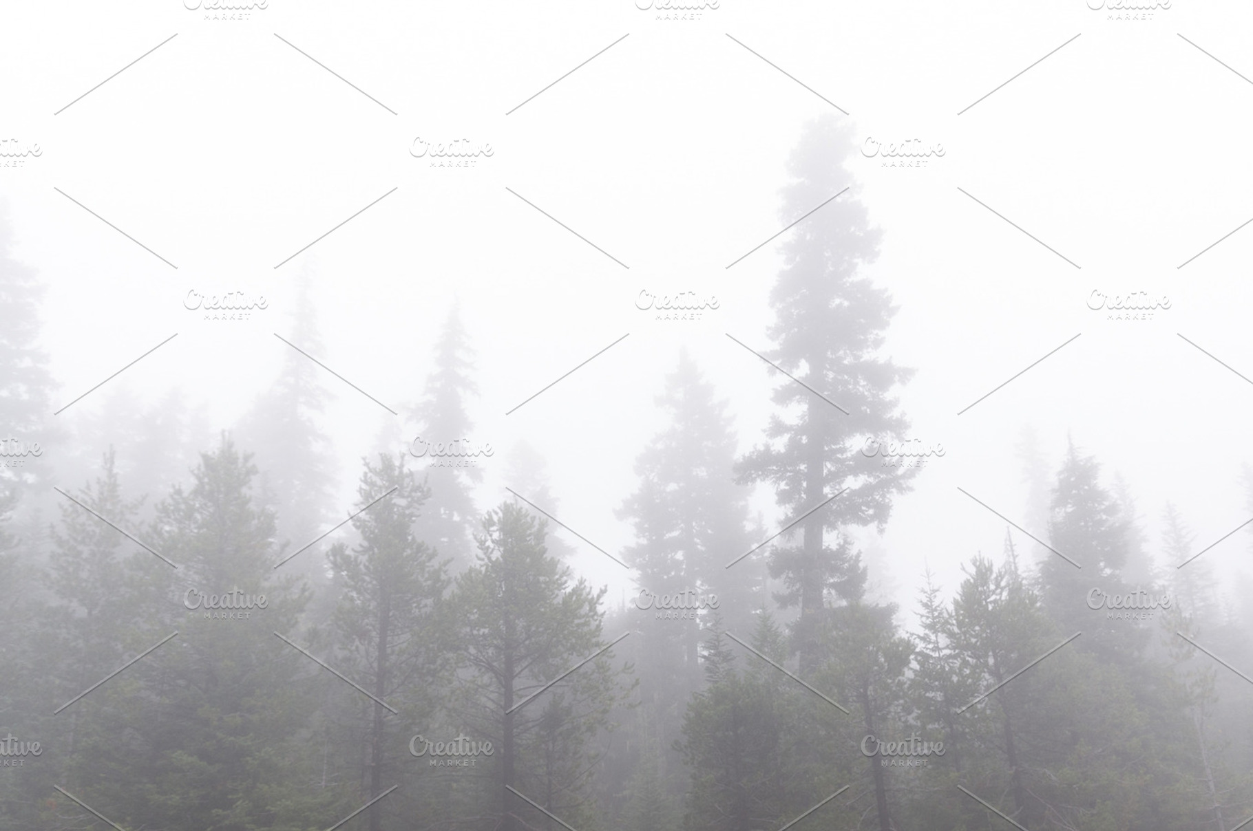 Fog Surrounds Evergreen Trees