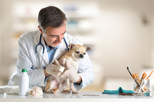 Vet treating Chihuahua with bandage in clinic
