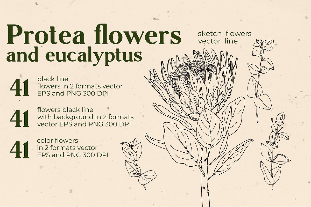 Protea flowers and eucalyptus sketch, an Illustration by irina.vaneeva (Photo 2 of 12)