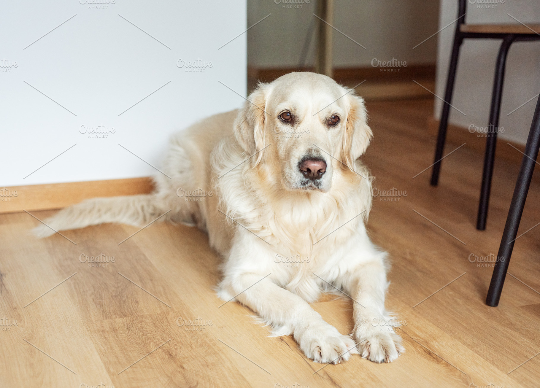 Golden retriever dog resting on wooden floor inside home, an Animal Photo by Olena Rudo