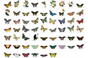 Vintage Butterflies Clip Art