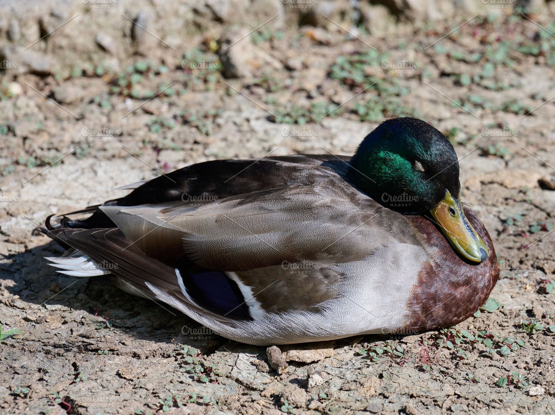 A male mallard duck with a distinctive iridescent green head, br, an Animal Photo by ndanko