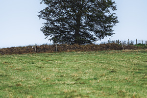 Isolated tree on grassy hillside, a Nature Photo by SkyNext