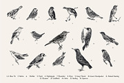 Garden Birds. Black & white, an Animal Illustration by olga.korneeva (Thumbnail 3 of 7)