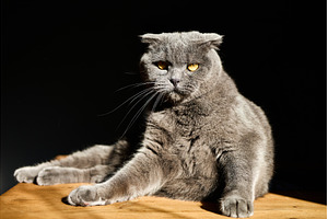 Grey cat lounging on wooden surface, an Animal Photo by IlliaBondarPhotography