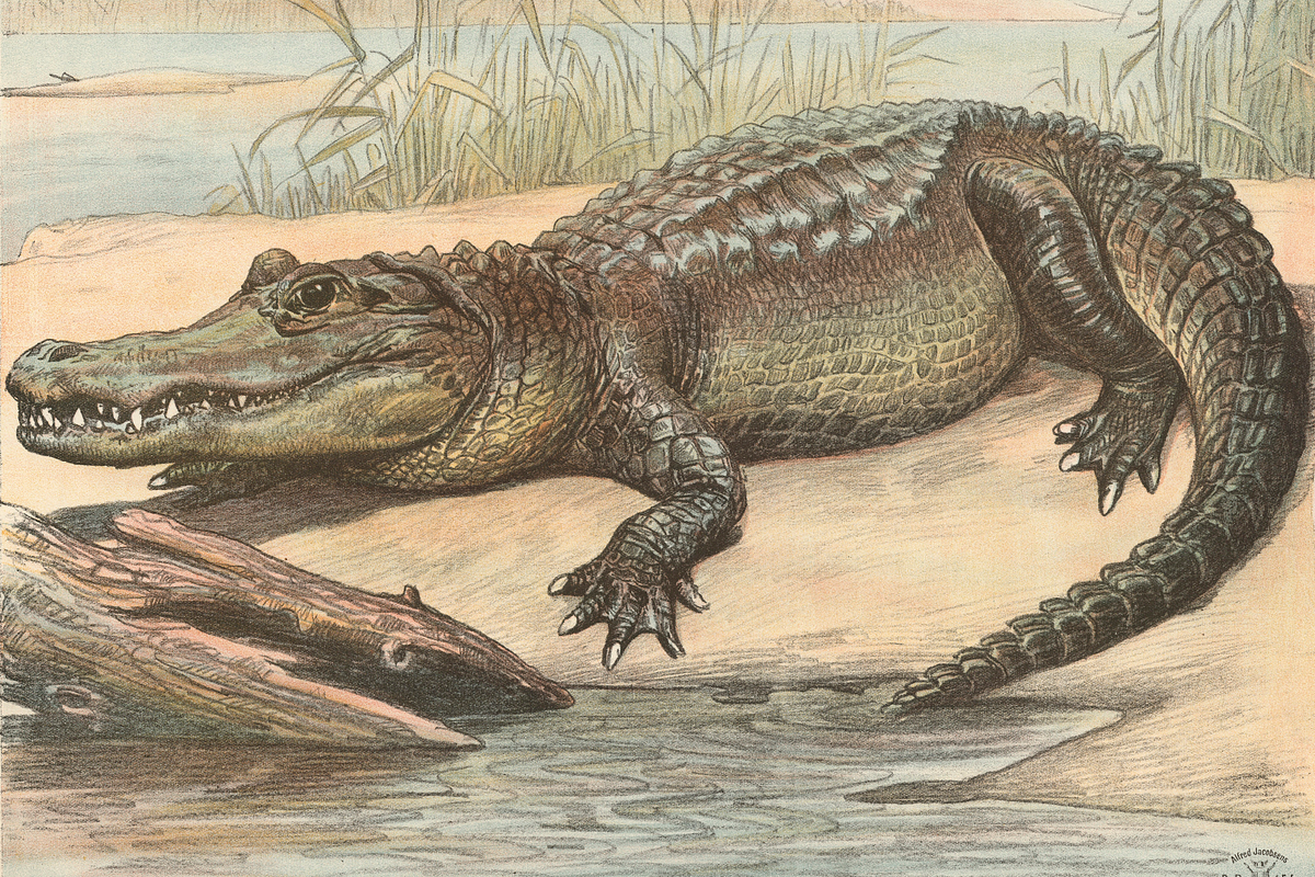 Oluf August Hermansen's Animals, an Animal Illustration by Digital Museum (Photo 7 of 11)