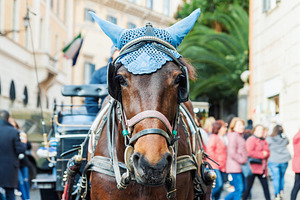 Portrait of carriage horse, an Animal Photo by BOOCYS