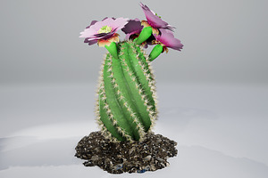 Spiral Cactus