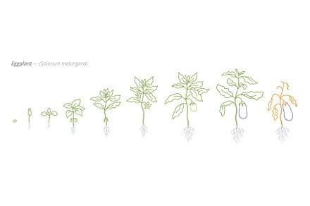Eggplant Growth Stages from Seed to