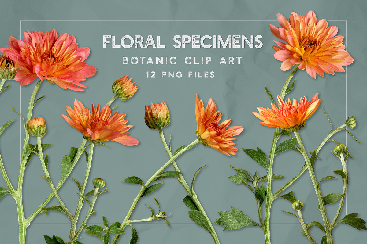 Coral Mums -Realistic Flowers, an Object Graphic by Turning Moss (Photo 2 of 5)