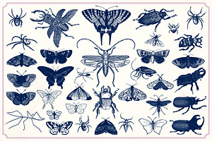 Vintage Insects And Butterflies