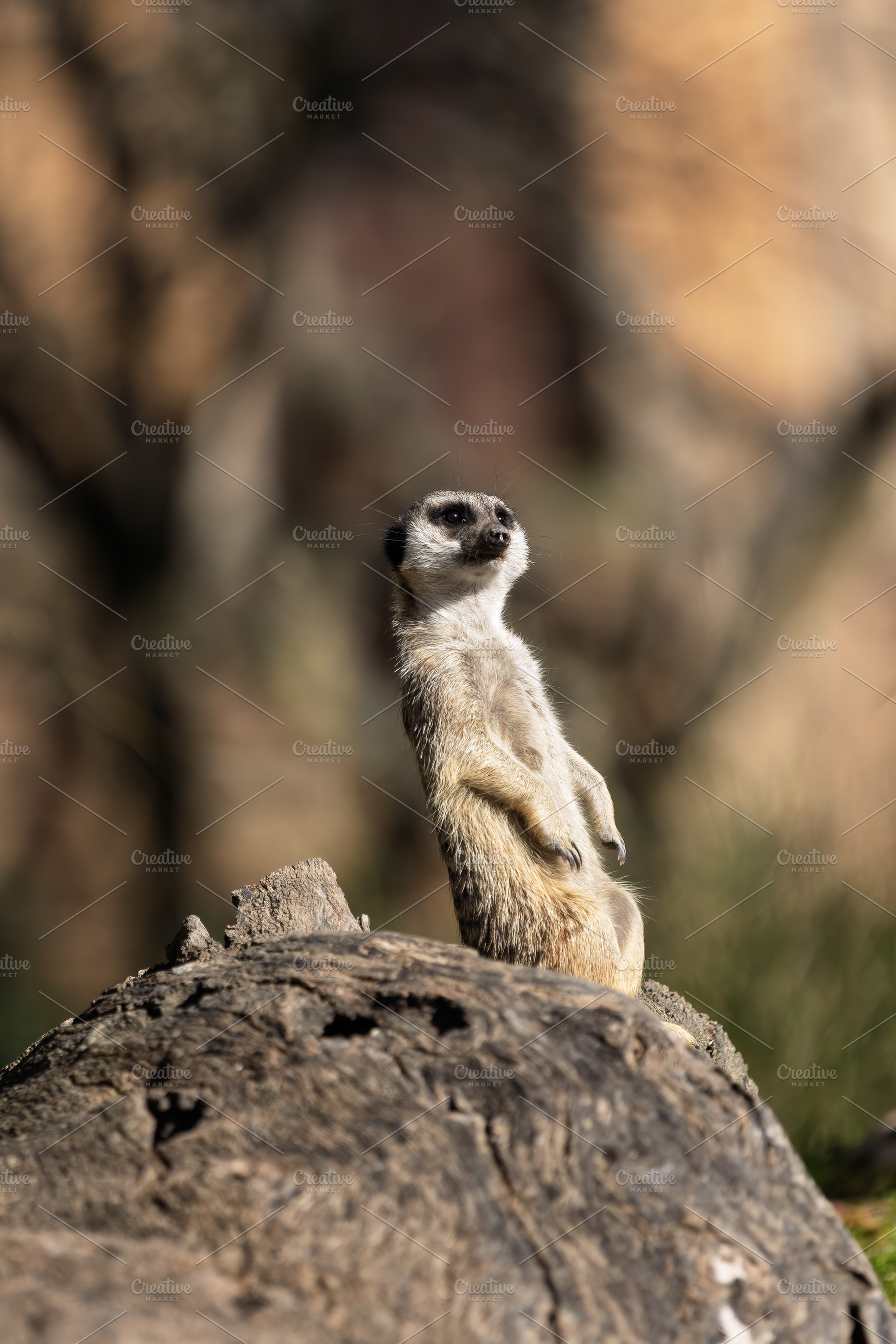 Meerkat on guard atop a log with a b, a Photo by Perpis