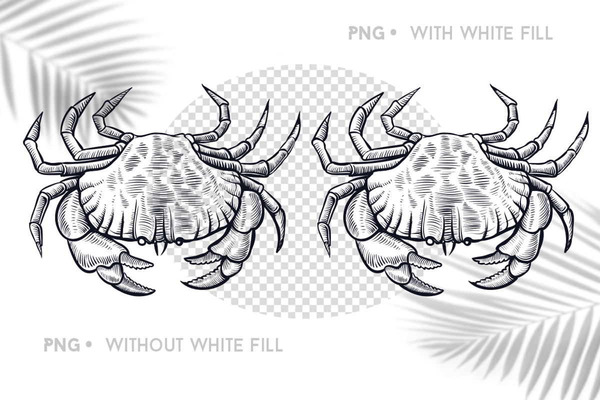 Crab Sketch Editable illustrations, an Object Graphic by Aquatinta (Photo 3 of 11)