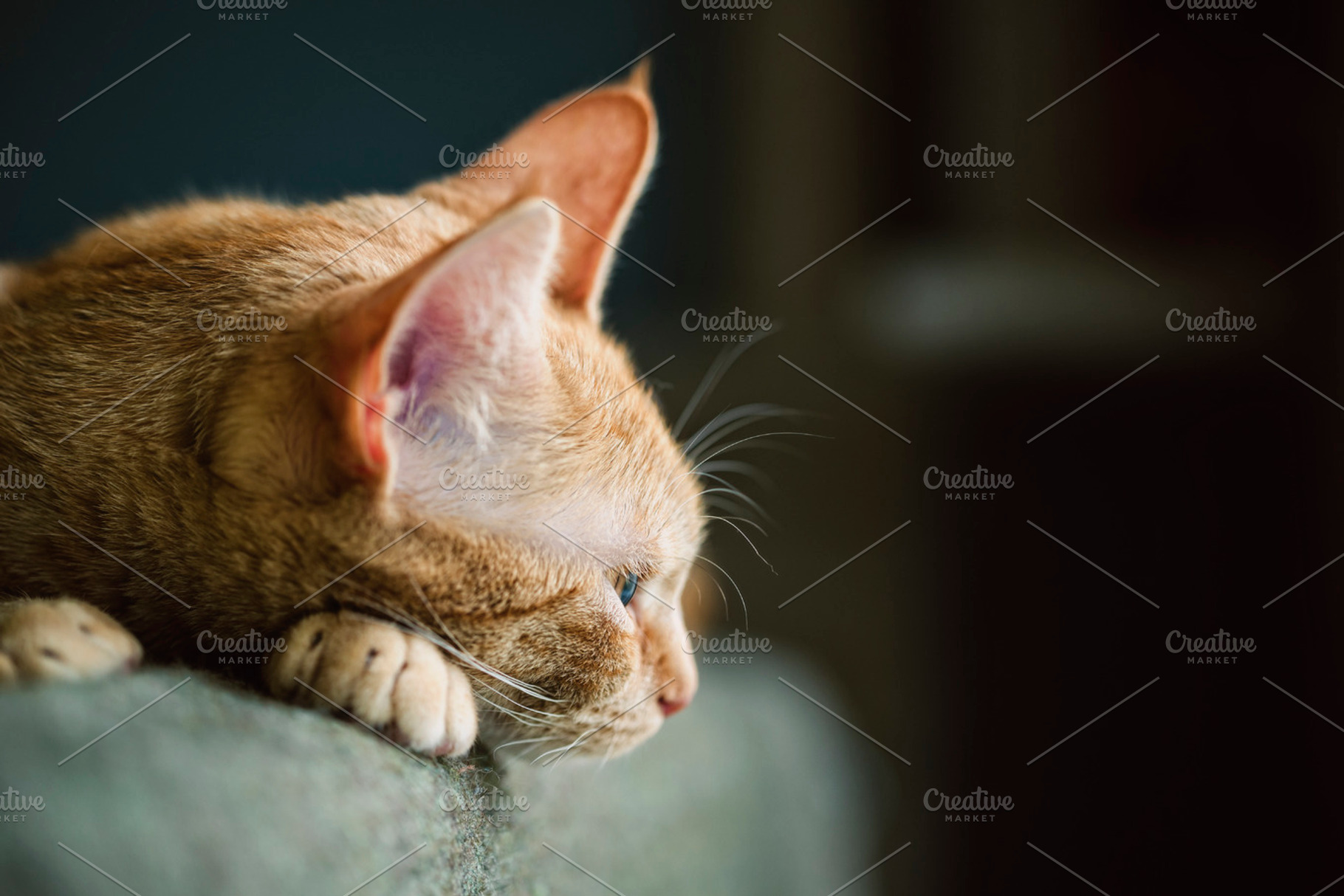 Ginger cat stock photo containing cat and ginger, an Animal Photo by Photoweb00