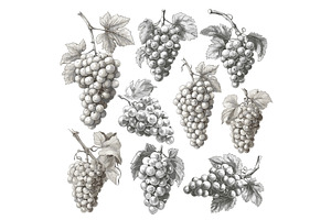 grape branch. fruit wine sketch, a Food Illustration by Stock-Smart-Start