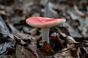 Mushrooms In The Forest Photography, a Nature Photo by Full Circle Design Studio (Thumbnail 19 of 38)