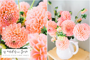 Dahlia Floral Styled Stock Images, a Social Media Template by LaPorte Images (Thumbnail 1 of 4)