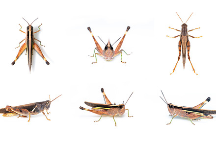Group of white-banded grasshopper., an Animal Photo by yod67