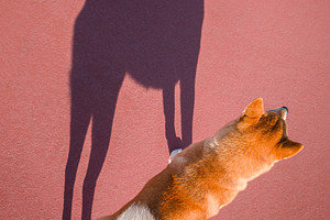 Top view of a Shiba Inu dog casting a funny shadow on the red as, an Animal Photo by Volff