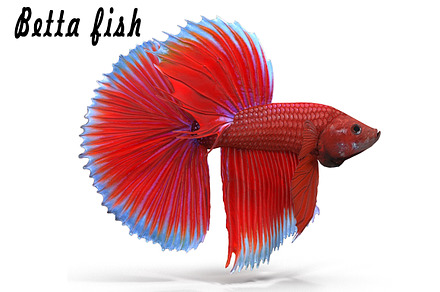 Betta Fish, an Animal 3D Model by AndrewWhite