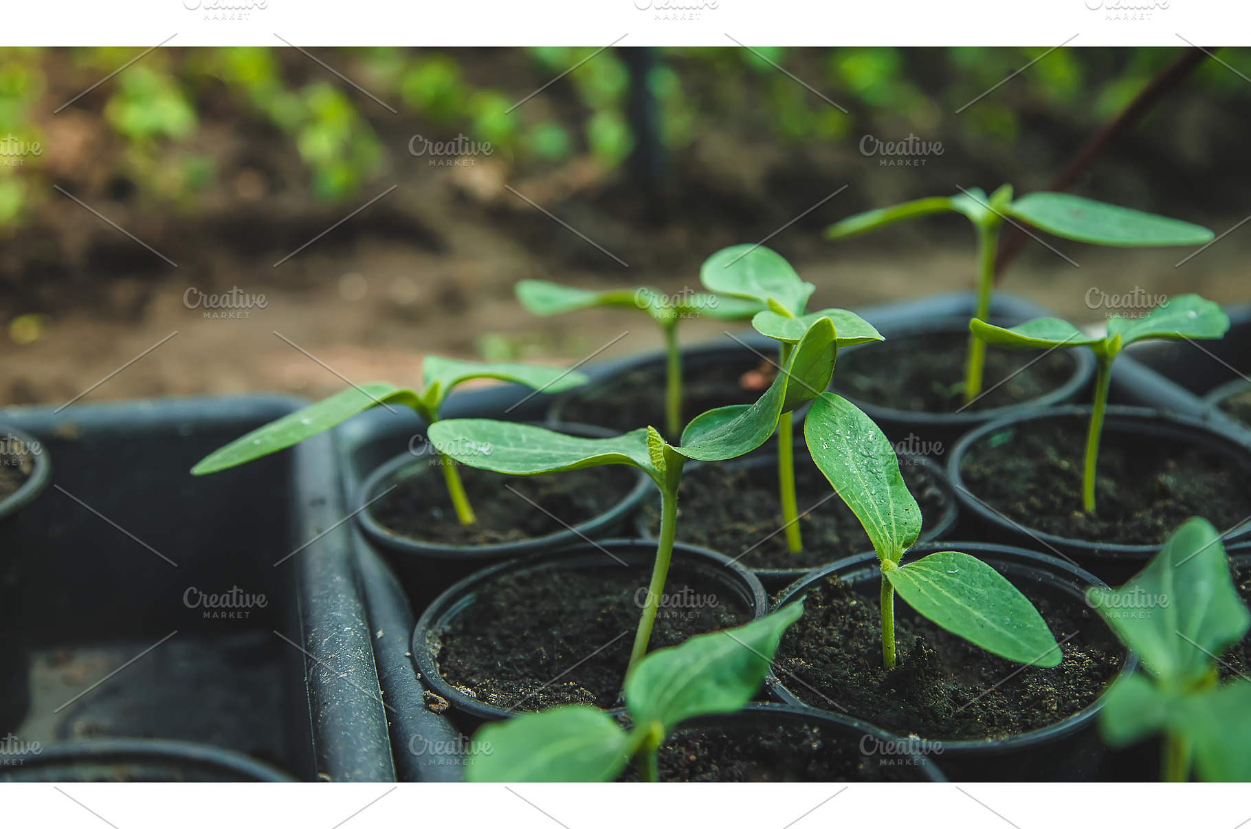 The cucumber seedlings are growing, a Nature Photo by yanadjana