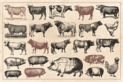 100 Vintage Farm Animals (Vector), an Animal Illustration by Brigantine Designs (Thumbnail 4 of 7)