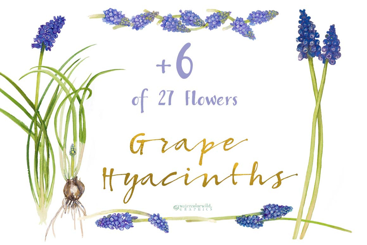 Grape Hyacinths_Blue Spring, an Illustration by watercolorwild.graphics (Photo 5 of 8)